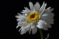 Single fresh flower of ox-eye daisy Leucanthemum Vulgare on black background with drops of water on petals Royalty Free Stock Photo