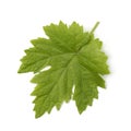 Single fresh grape leaf Royalty Free Stock Photo