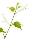 Single fresh green branch of grape vine on white background Royalty Free Stock Photo