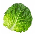 Single Fresh Green Cabbage Leaf Isolated Royalty Free Stock Photo