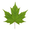 Vibrant green maple leaf with detailed veins isolated on white background Royalty Free Stock Photo