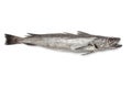 Single fresh Hake fish