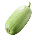 Organic fresh light green striped squash isolated on black background studio shot Royalty Free Stock Photo