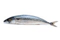 Single fresh mackerel fish Royalty Free Stock Photo