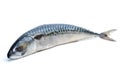 Single fresh mackerel fish Royalty Free Stock Photo