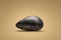 single fresh mussel shell with natural texture and sand residue on neutral tan background Royalty Free Stock Photo