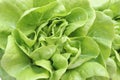 Single Fresh Organic Green Butter head Lettuce vegetable or Salad vegetable  hight  vitamin,nutrition isolated on white back Royalty Free Stock Photo