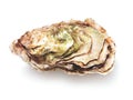 Single oyster isolated Royalty Free Stock Photo