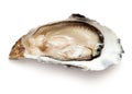 Single oyster isolated