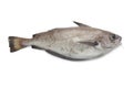 Single fresh pout whiting Royalty Free Stock Photo