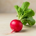 A single, fresh radish (Raphanus sativus) is displayed with its vibrant red, round root Royalty Free Stock Photo