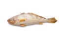 Single fresh raw butterfish