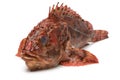 Fresh raw red scorpionfish