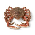 Single fresh raw spider crab Royalty Free Stock Photo