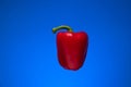 Single fresh red bell pepper. Close up studio shot, isolated on blue background Royalty Free Stock Photo