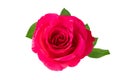 Single fresh red pink rose flower with leaves isolated on white background Royalty Free Stock Photo