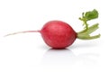 Single fresh red radish isolated on white Royalty Free Stock Photo