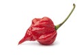 Single fresh red scorpion chili pepper Royalty Free Stock Photo