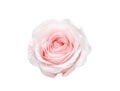 Single fresh rose light pink color with water dropds top view close up  isolated on white background , clipping path Royalty Free Stock Photo