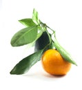 Single Fresh thai orange fruit with green leaf