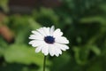 Single fresh white cape daisy with green and black background Royalty Free Stock Photo