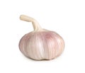 Single fresh white garlic bulb isolated on white background with clipping path, Thai herb is great for healing several severe