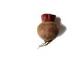 Single fresh whole beetroot root vegetable isolated on white background with natural texture Royalty Free Stock Photo