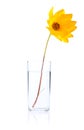 Single Fresh Yellow Flower In Glass Water Isolated