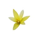 Single fresh yellow flower blooming isolated on white background with clipping path. beauty petal and pollen in natural. no people