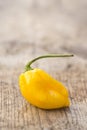 Single fresh yellow habanero chili