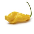 Single fresh yellow scorpion chili pepper on white background