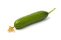 Single fresh young homegrown green small cucumber with flower close up on white background