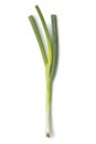 Single fresh young spring onion Royalty Free Stock Photo