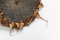 Single Freshly dried sunflower head Royalty Free Stock Photo