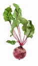 Single, isolated beetroot vegetables with leaves Royalty Free Stock Photo