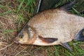 Single freshwater fish common bream on black fishing net.