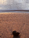 Freshwater snail gastropod in sand