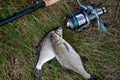 Single freshwater white bream or silver bream, bronze bream or carp bream on green grass and fishing rod with reel on natural