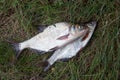 Single freshwater white bream or silver bream and bronze bream o