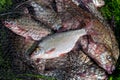 Single freshwater white bream or silver bream on keepnet with bronze breams or carp breams on green grass on natural background