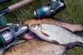 Single freshwater white bream or silver bream on pile of bronze breams or carp breams on green grass and fishing rod with reel on