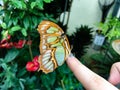 Beautiful Friendly Butterfly Sitting on a Finger