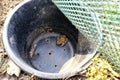 Single frog in black bucket intended for saving frogs by the road Royalty Free Stock Photo