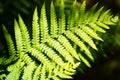 A single frond of a fern with shadows. Royalty Free Stock Photo