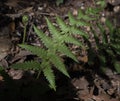 A single frond of Lady Fern in shade Royalty Free Stock Photo