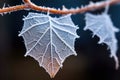 a single frost-covered leaf suspended on a web Royalty Free Stock Photo