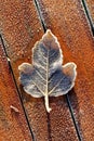 Single Frosty Leaf on Red Wooden Table Royalty Free Stock Photo