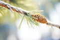 single frosty pine needle branch trailside