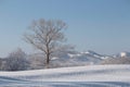 Single frosty tree in a snow field