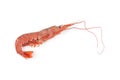 Single frozen Argentinian red shrimp on a white background